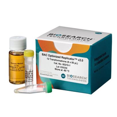 BAC-Optimised Electrocompetent Cells