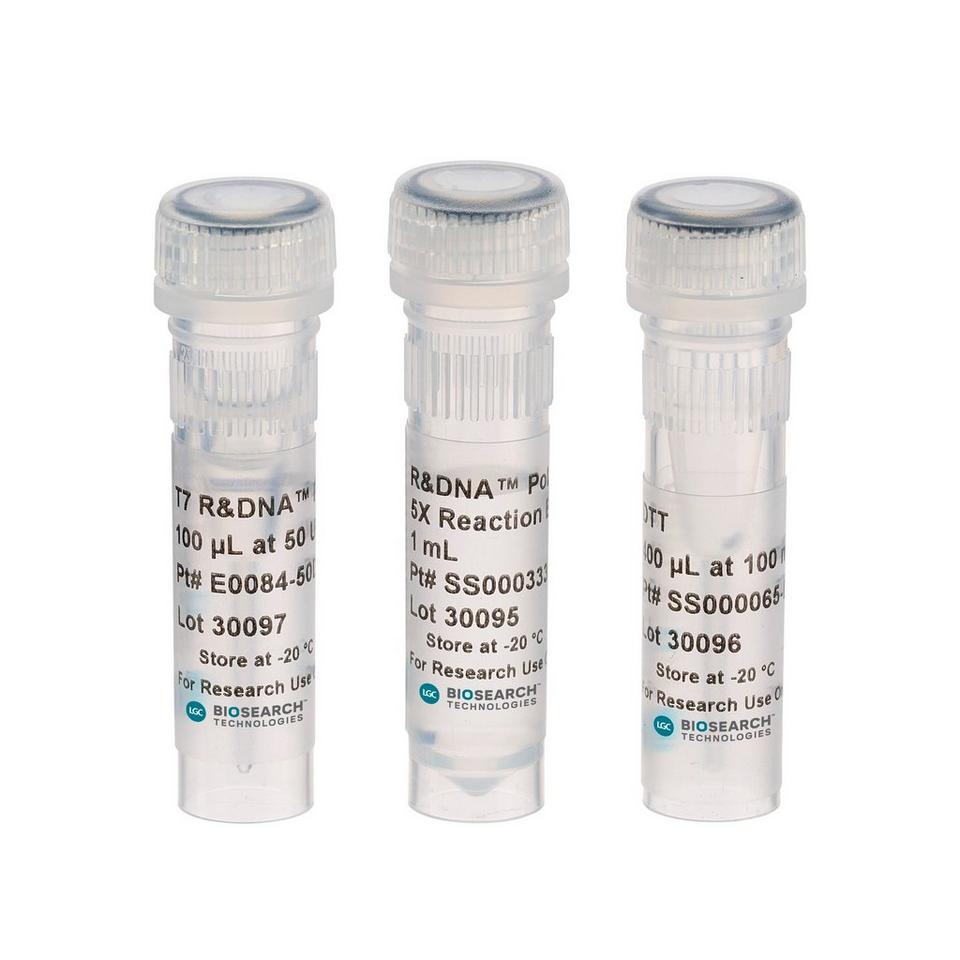 T7 R&DNA Polymerase