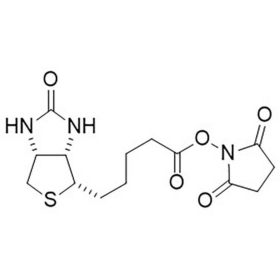 Biotin Succinimdyl Ester