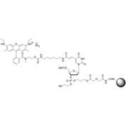 CAL Fluor Orange 560 CPG (5'-DMT-T(C6-CAL Fluor Orange 560)-Glyc-CPG) Column