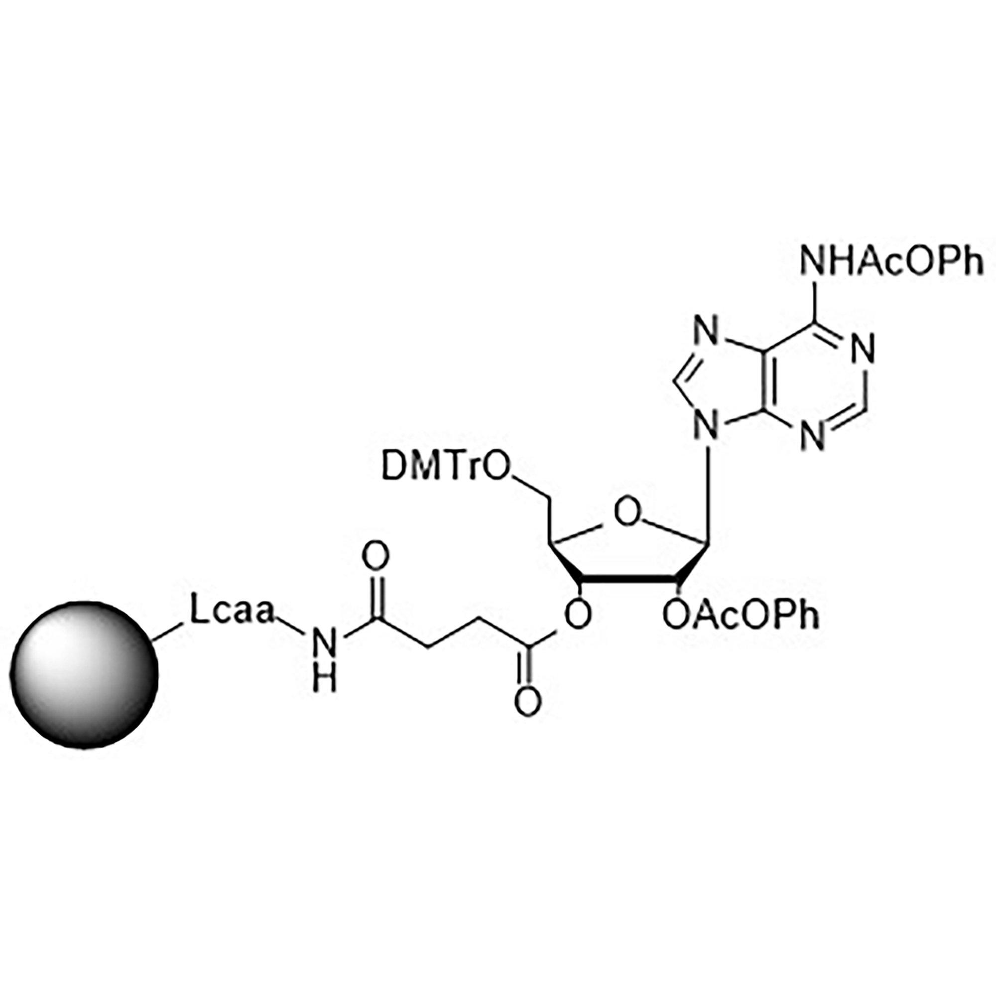 5'-DMT-rA (Pac)-Suc-CPG Column