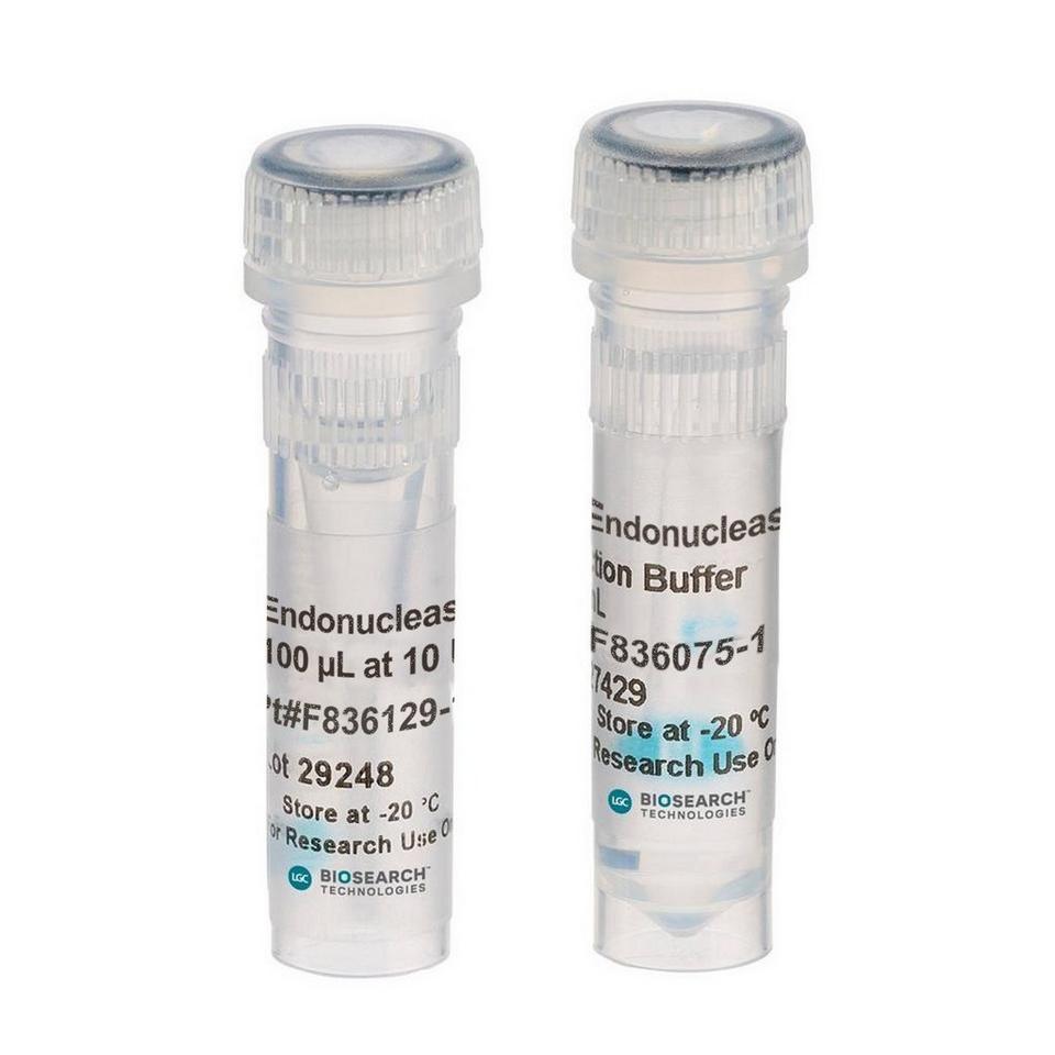 Endonuclease VIII