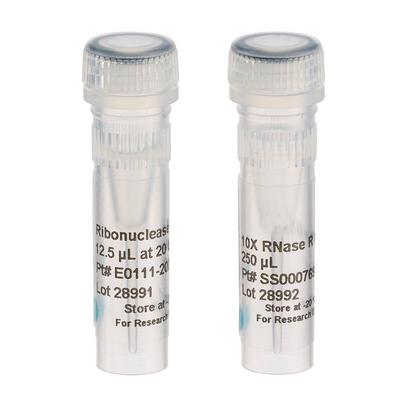 Ribonuclease R (RNase R)
