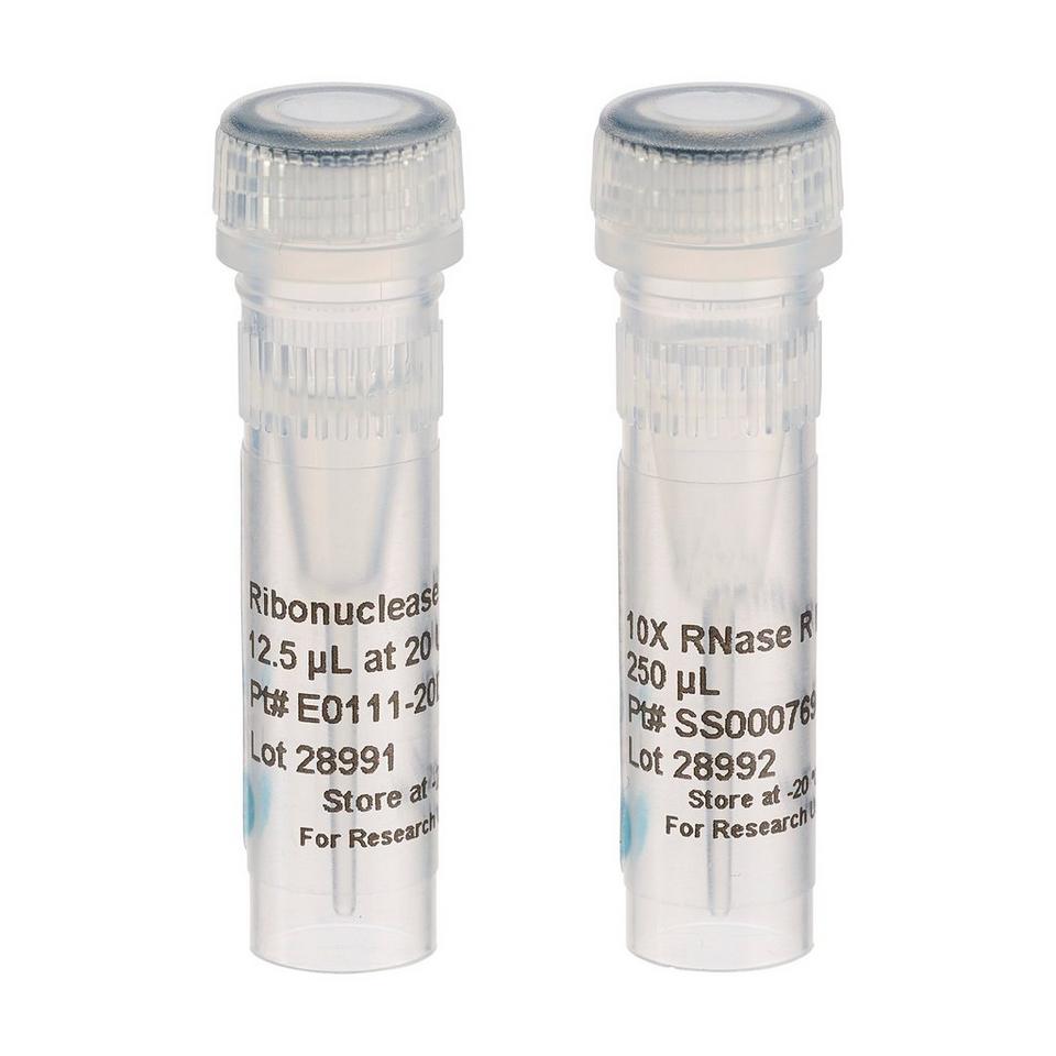 Ribonuclease R (RNase R)