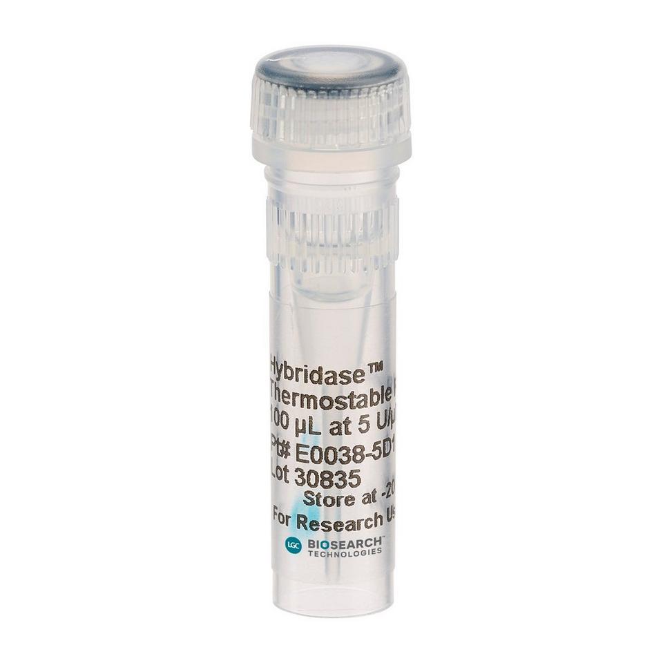 Hybridase Thermostable RNase H, 5 U/µL, 500 U