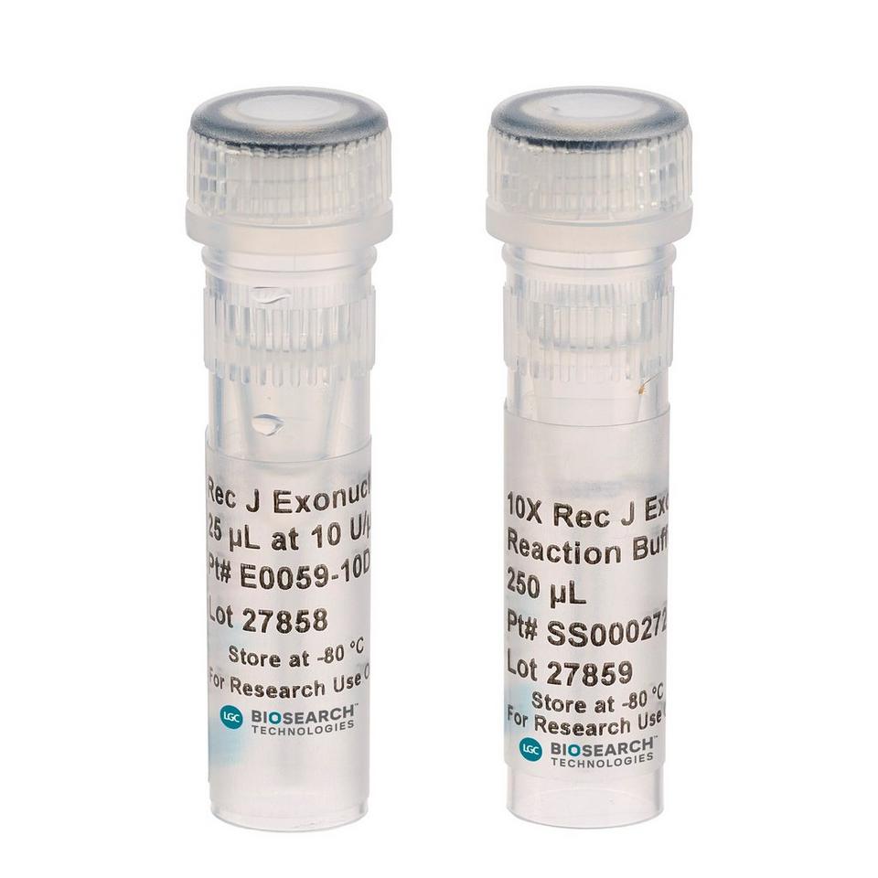 Rec J Exonuclease