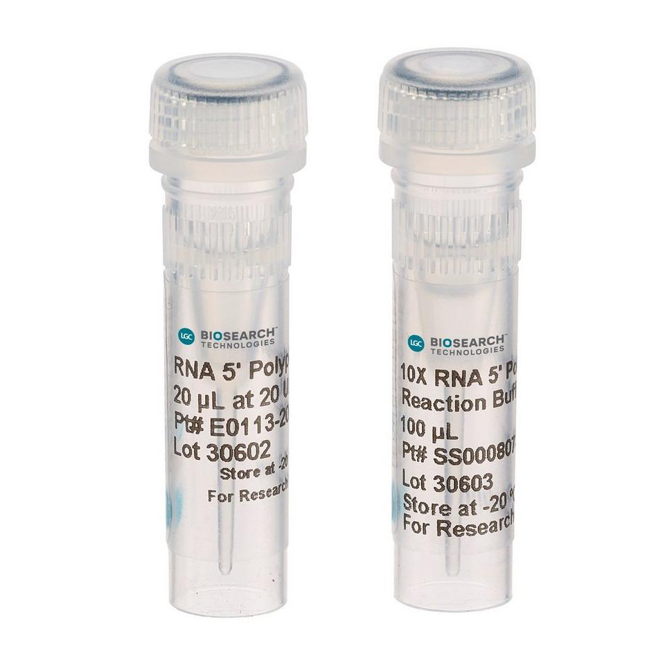 RNA 5' Polyphosphatase