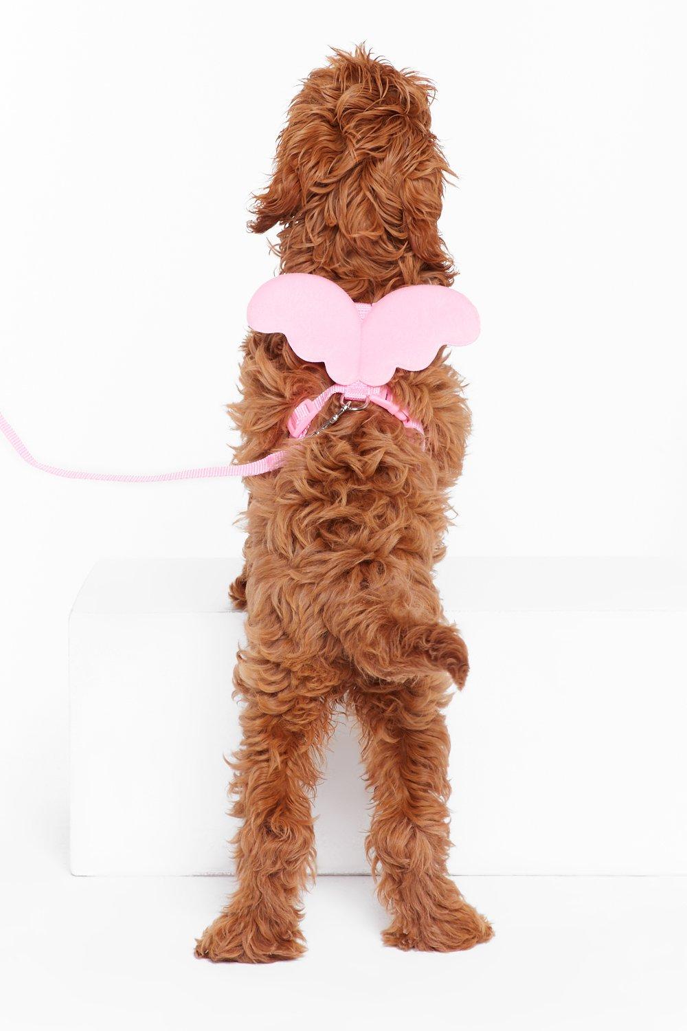 dog angel wings harness