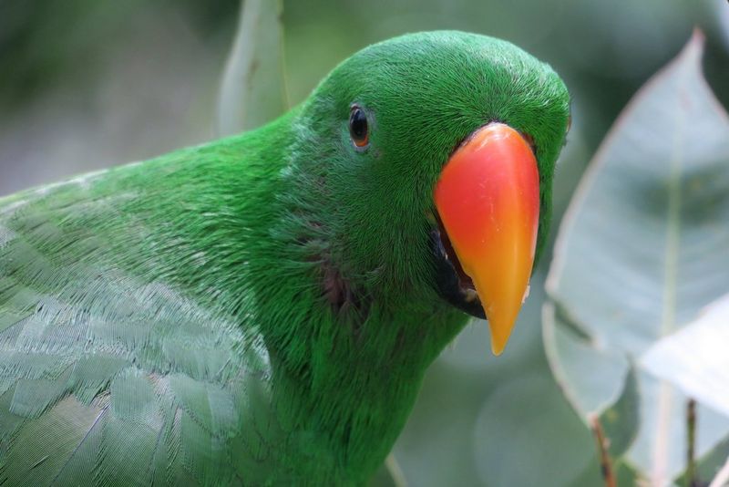 Buy Canon Powershot G3 X In Superzoom Cameras Canon Uk Store