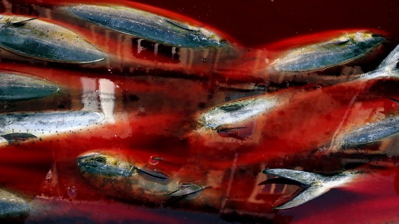 Images of fish with vivid colour of orange and blue.