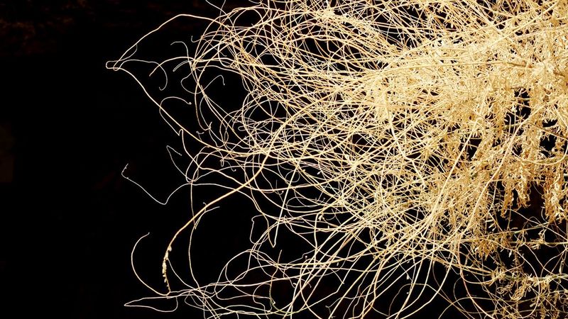 Close up image of a plant.