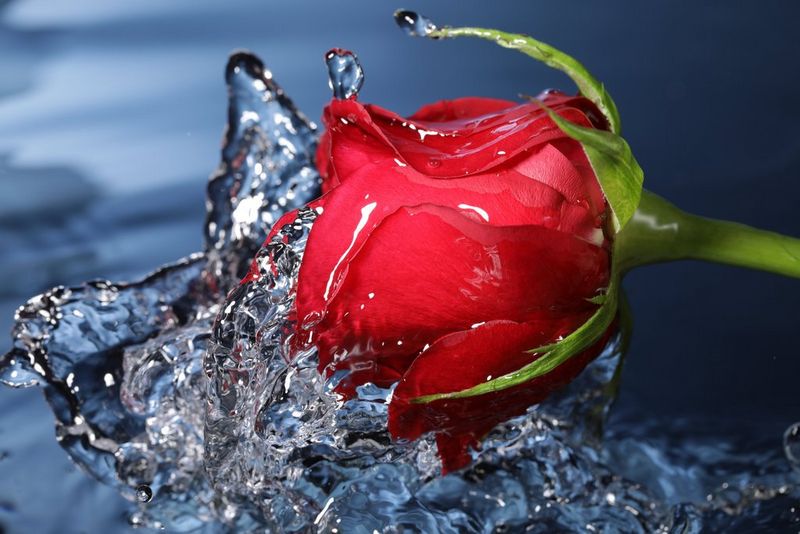 buy canon eos 5d mark iv body in wi fi