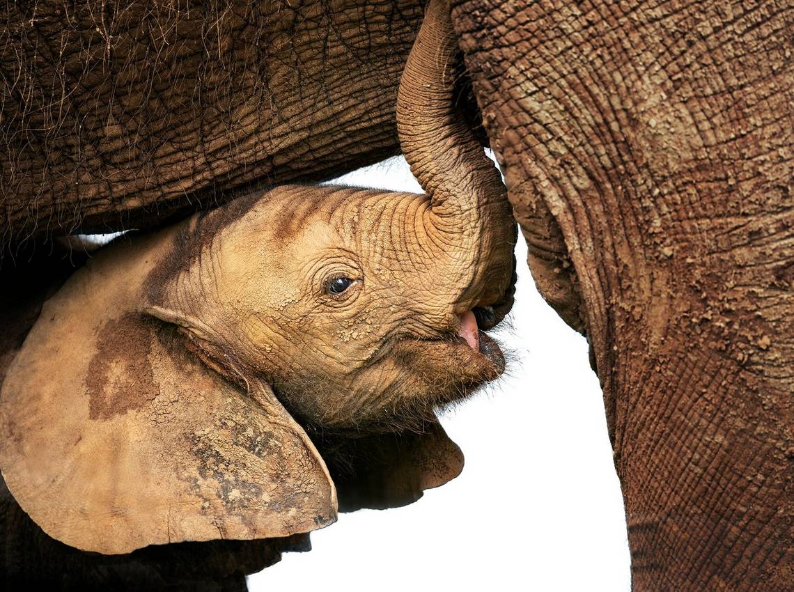 A close-up of a newborn elephant. Photo by Marina Cano.