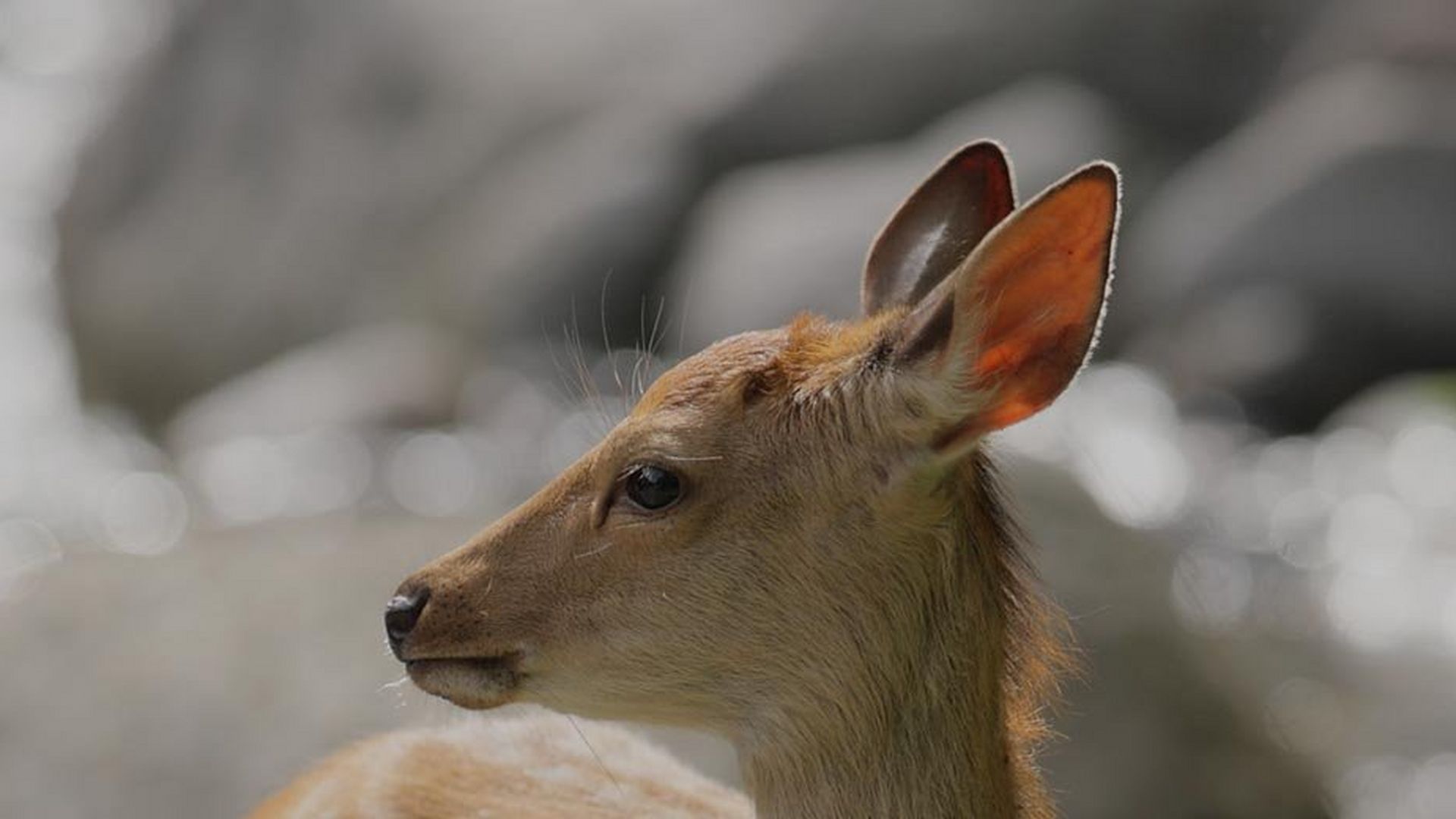 Deer close up wildlife in focus