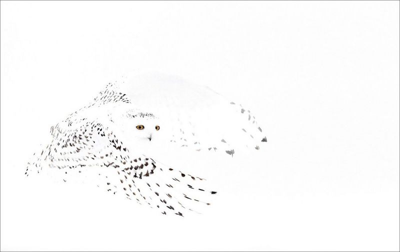 A white snowy owl camouflaged in the Canadian snow, photographed by Markus Varesvuo on a Canon EOS-1D X.