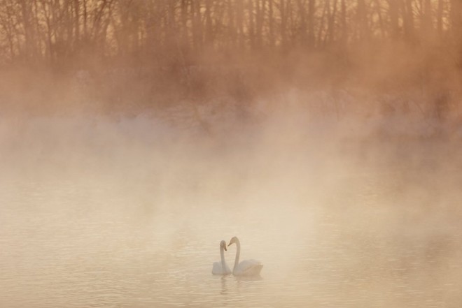 بجعتان على نهر يحجبهما الضباب فوق الماء جزئيًا، ما يضفي على المشهد توهجًا برتقاليًا شاحبًا.