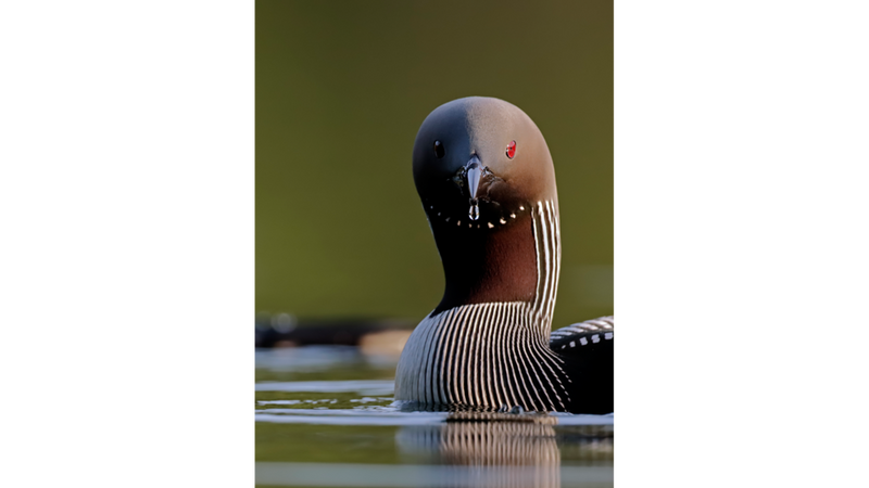 Canon EOS 90D - Markus Veresvuo - Black Throated Diver