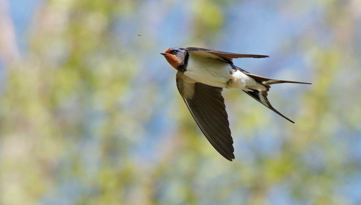 EOS 90D Swallow Sample Image