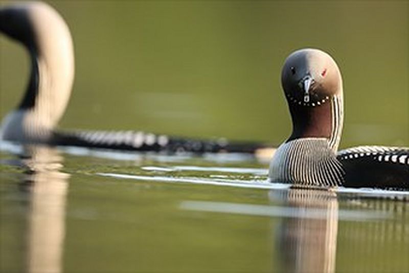 Canon EOS 90D Tam Çözünürlük