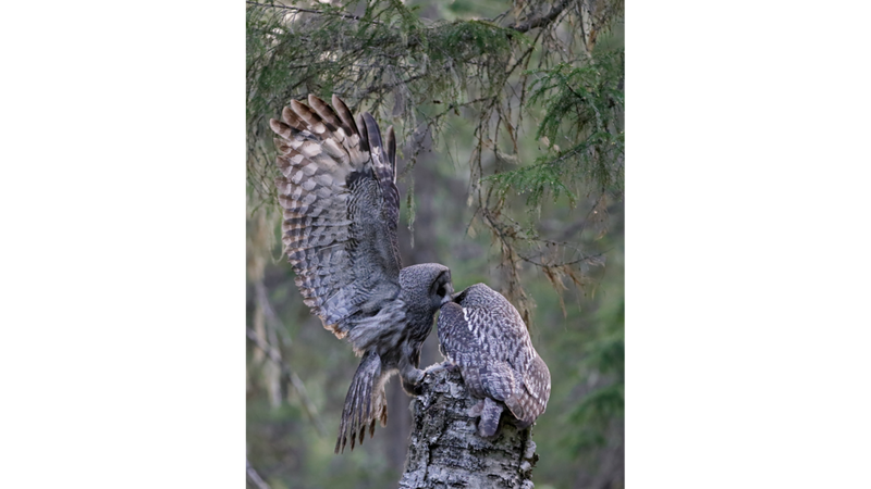 Canon EOS 90D - Markus Veresvuo - Great Grey Owl