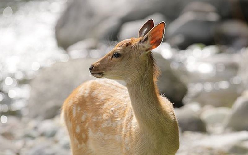 Deer close up wildlife