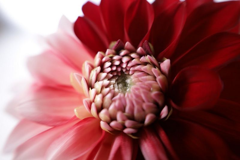 Canon RF 24-105mm F4-7.1 IS STM Lens Sample 1