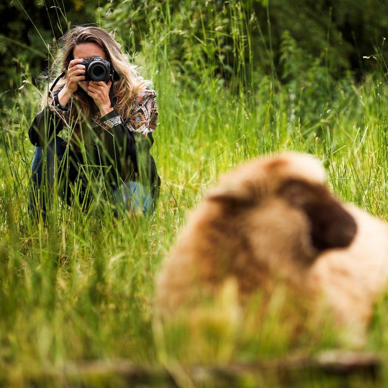 Canon RF 85mm F2 Macro IS STM Objektiv Eine Frau, die ein Foto von einem Schaf aufnimmt
