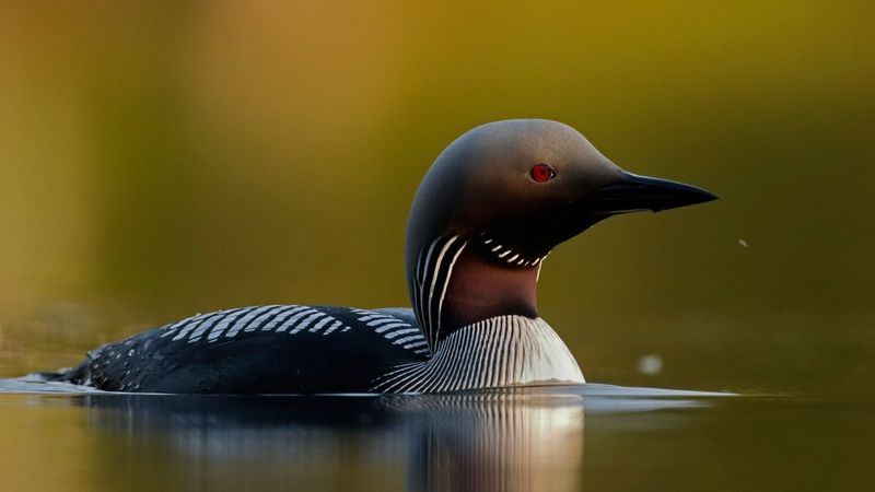 Canon EOS 90D - Markus Veresvuo - Black Throated Diver Lake