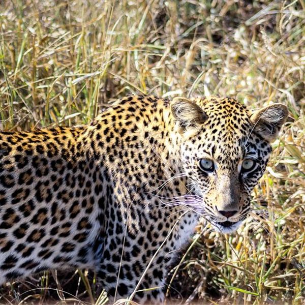 A leopard in Kruger National Park