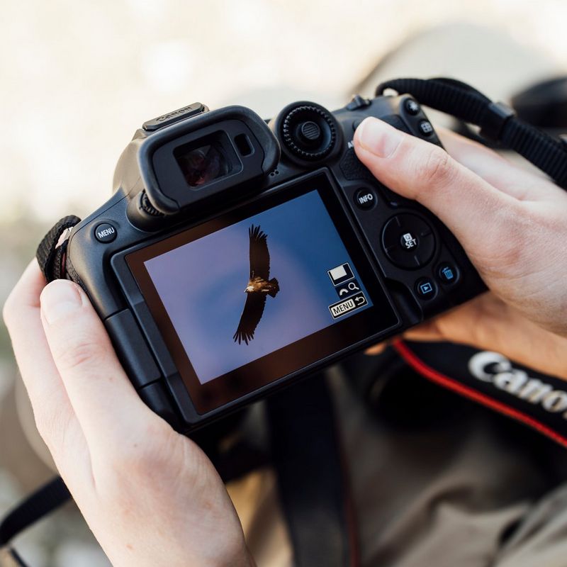 Canon EOS R7 Mirrorless Camera Body Eagle photo on the screen
