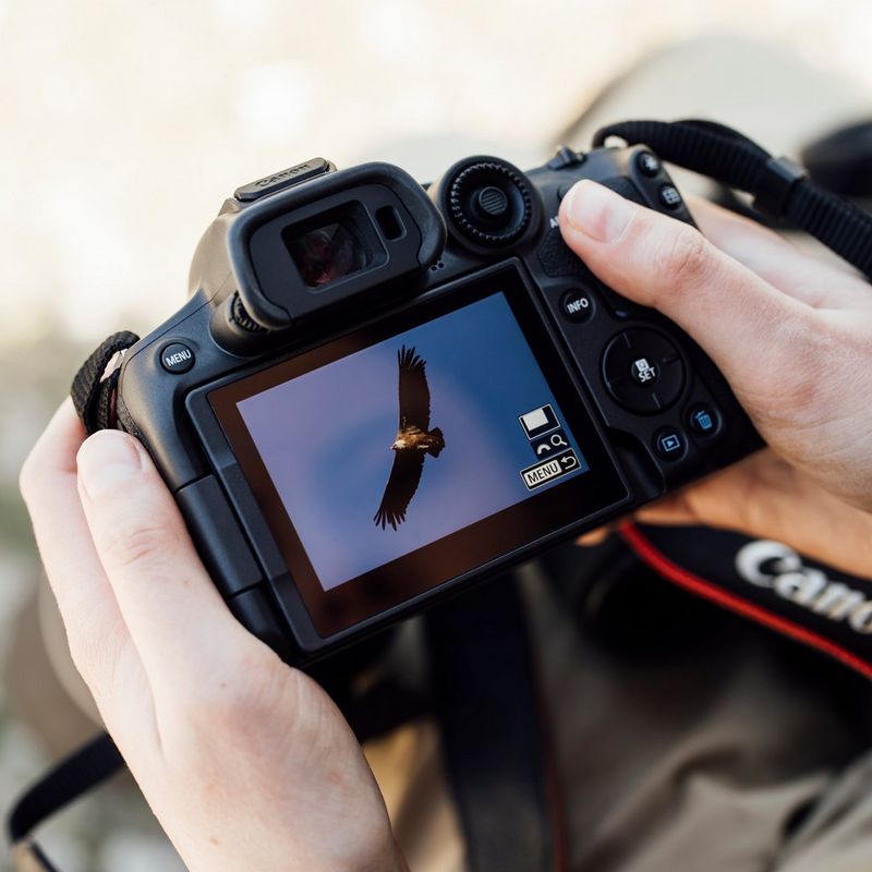 Canon EOS R7 spejlløst kamerahus + RF-S 18-150mm F3.5-6.3 IS STM-objektiv + RF-S 10-18mm F4.5-6.3 IS STM-objektiv  Person, der ser fotos på kameraets touchscreen