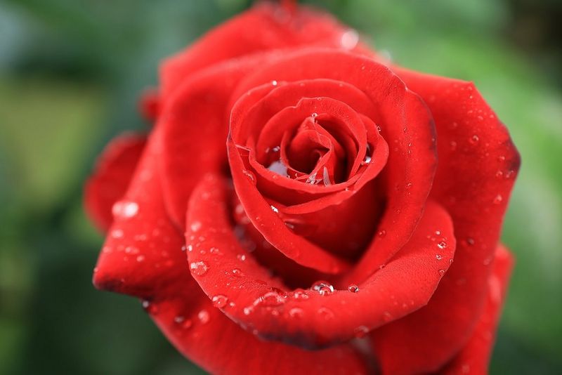 5668C005-RF-24mm-F1.8-MACRO-IS-STM_03