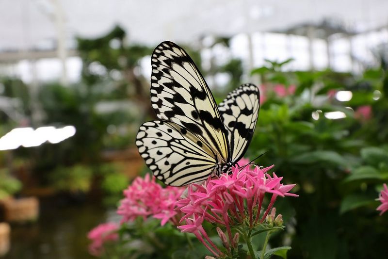 5775C005-RF-15-30mm-F4.5-6.3-IS-STM_02