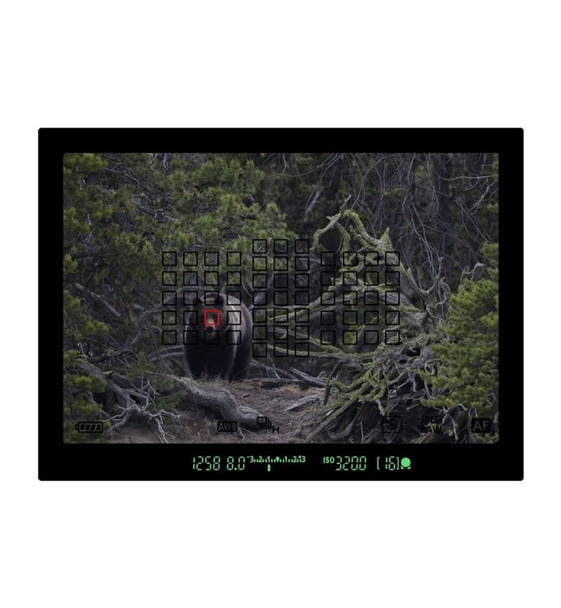 Bear in viewfinder captured with ֽ_격-