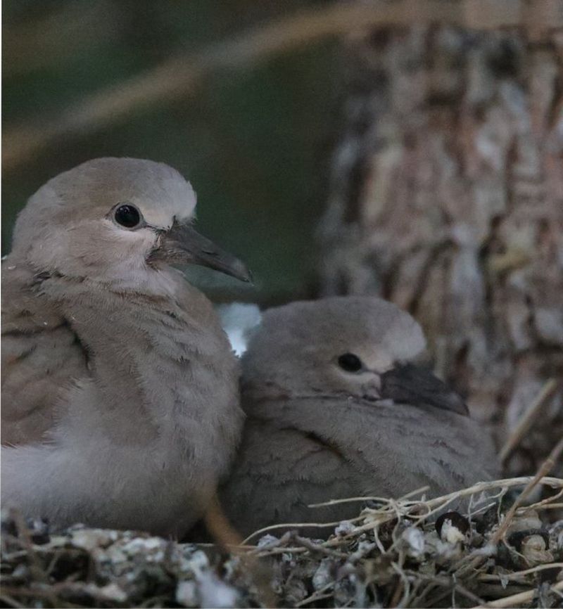 Pigeons in low light with Canon EOS 5D Mark IV