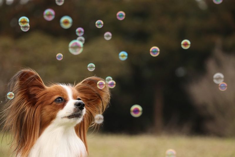 Buy Canon EF-S 18-135mm f/3.5-5.6 IS STM Lens in Discontinued