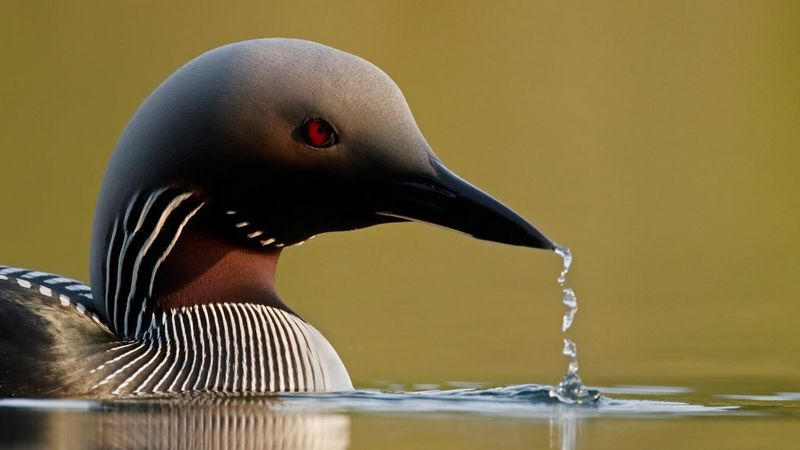 Canon EOS 90D - Markus Veresvuo - Black Throated Diver Drinking