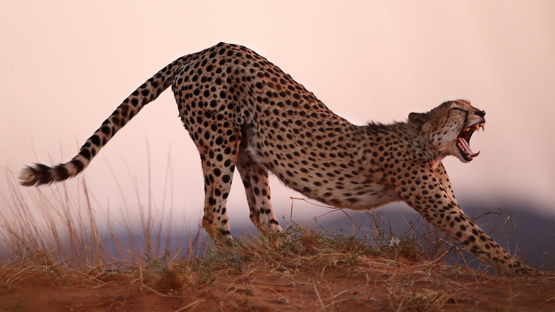 Cheetah roaring in Kalahri
