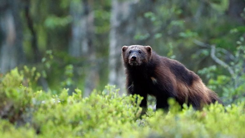 Canon EOS 90D - Markus Veresvuo - Brown Bear Roaming