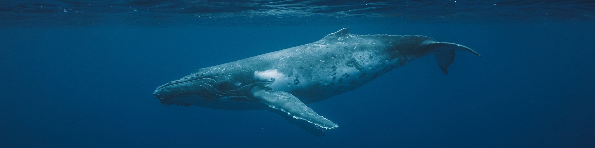 A humpback whale, swimming through the dark blue ocean.