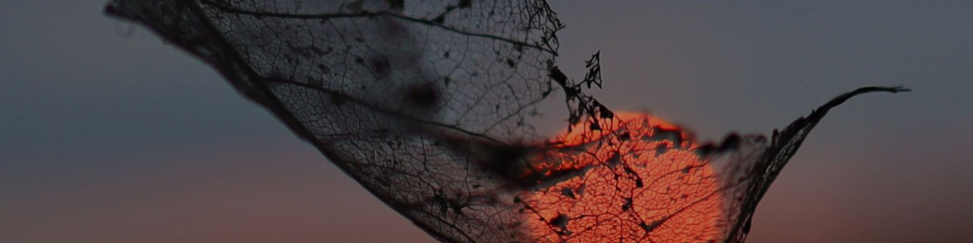 The sun is burning a deep orange, which can be seen through the silhouette of a leaf. A dark sky forms the backdrop of the photo.