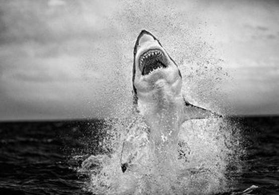 A great white shark jumps out of the water. Mouth is open, showing all teeth and water is splashing as the shark jumps out of the water.