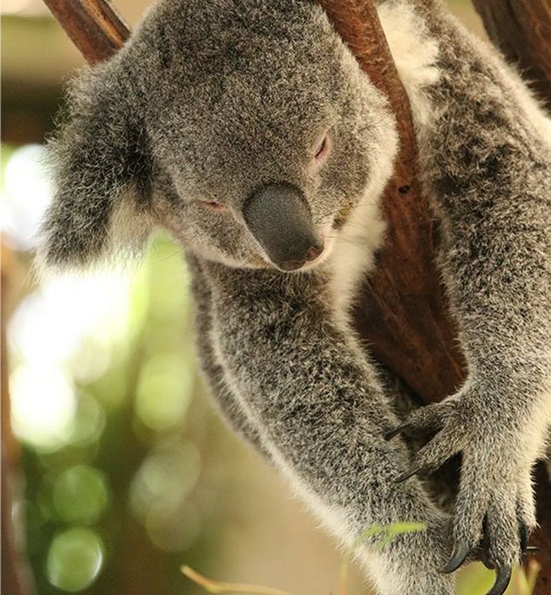 Canon DSLR for enthusiasts