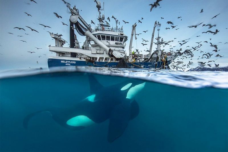 Audun Rikardsen Ocean And Wildlife Photographer Interview - Canon Russia