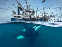 Non si tratta di fortuna ma di scienza: le imprese tecniche alla base delle straordinarie fotografie in Artide di Audun Rikardsen