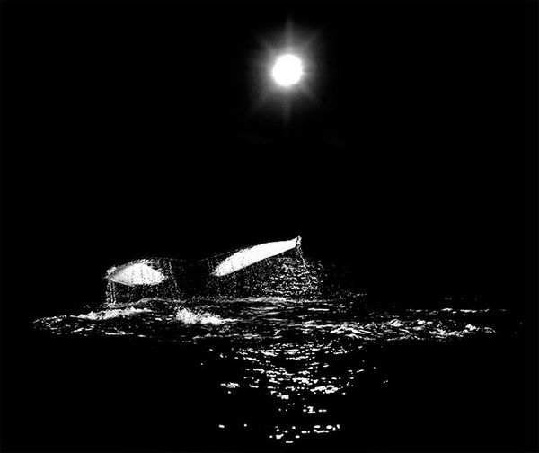 A black and white photo shows a whale diving below the surface of the ocean.