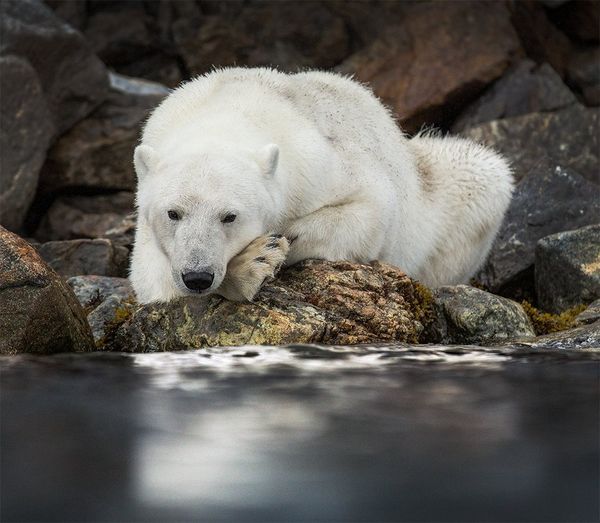 A polar bear lies on rocks beside the sea, its head on its paws.