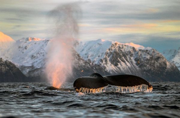 A whales tail is seen above the surface of the sea, while a jet of water is blown. Behind are snow-capped mountains.