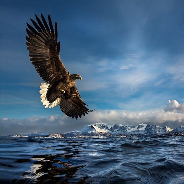 A sea eagle swoops low over the surface of the sea, snow-capped mountains in the background.