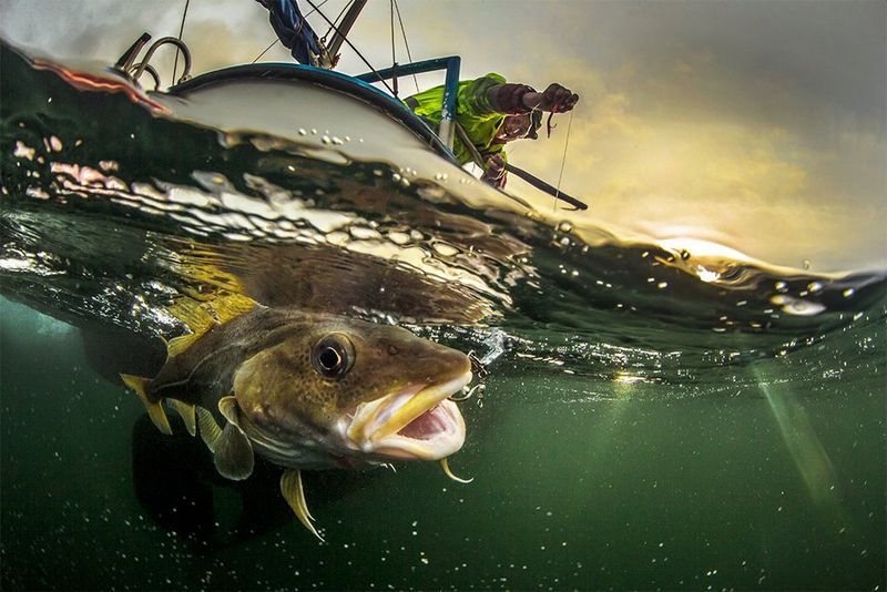 Audun Rikardsen On How He Creates Award-Winning Split-Level Sea Photography  - Canon Central and North Africa